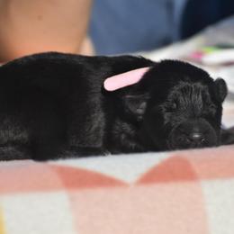 Pink collar Female - Black female German Shepherd puppy in Marianna, Florida from Haus M Godwin