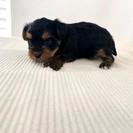 Bentley - Black and tan male Yorkshire Terrier puppy in Carencro, Louisiana from Ledet’s Yorkies