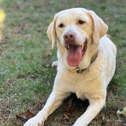 Bear - Yellow male Labrador Retriever puppy in Waterford, Connecticut from Butlertown Labradors