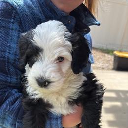 Karev - Black and white male Sheepadoodle puppy in Provo, Utah from Doodlefolk