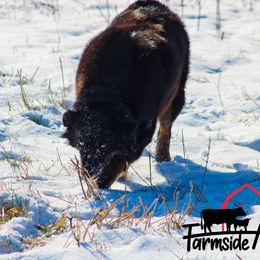 Gracie - Australian Shepherd