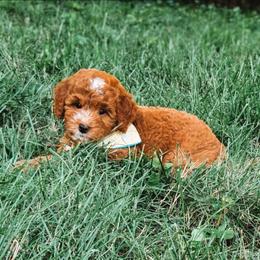 Riley - Red  female Goldendoodle puppy in Austin, Texas from Cedarcrest Goldendoodles