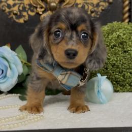 Boy 2 - male Dachshund puppy in Collins, Georgia from Liberty Longhair Dachshunds