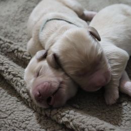 Golden Retriever Puppies from Ruff Life Goldens