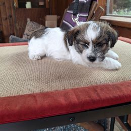 Spur - Tri-color male Russell Terrier puppy in Traverse City, Michigan from Boardman valley kennels