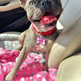 Spirit - French Bulldog