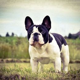 French Bulldogs from OMG Frenchies