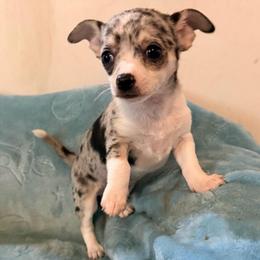 Louis AKC - Blue merle male Chihuahua puppy in Seneca, Missouri from Stephanie’s Puppy Colony