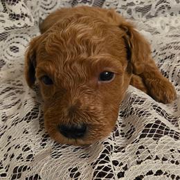 Mira - Apricot female Poodle puppy in Bokoshe, Oklahoma from Eden's Acre