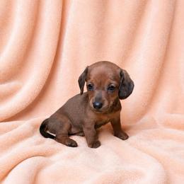 Robin - Red female Dachshund puppy in Richmond, Virginia from Paw Prints