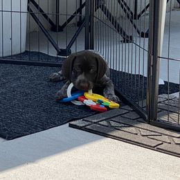 German Shorthaired Pointer Puppies from Brija German Shorthaired Pointers