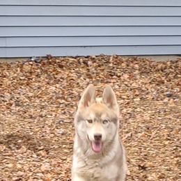 German Shepherd and Siberian Husky Puppies from Sstar
