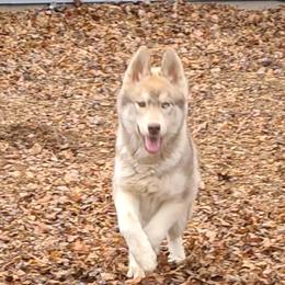 German Shepherd and Siberian Husky Puppies from Sstar