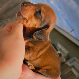 Morticia - Red female Dachshund puppy in Perris, California from Ohana_626_kennels