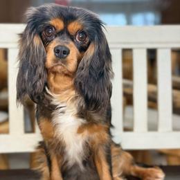Dutches - Cavalier King Charles Spaniel