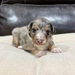 Nilla - Blue merle female Aussiedoodle puppy in Heber City, Utah from Junipersdoodles
