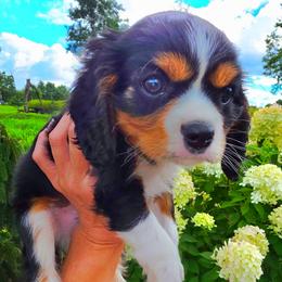 Quinton - Tri-color male Cavalier King Charles Spaniel puppy in Watsontown, Pennsylvania from Huntsman Cavaliers