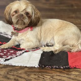 Brownie - Shih Tzu