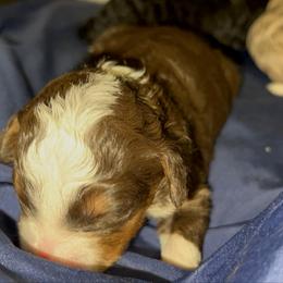 Boy 3 - Tri-color male Bernedoodle puppy in Los Angeles, California from Bernied00dle Love