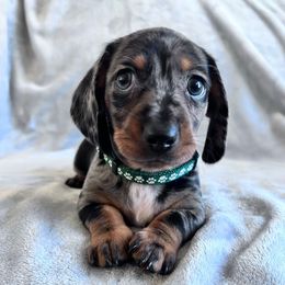 Yammy - Dapple male Dachshund puppy in Ocala, Florida from Weenie Boops