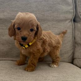 Yellow collar girl - Apricot female Goldendoodle puppy in Ridgewood, New Jersey from Jessie’s Doodles