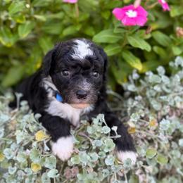 Eric - Black and white male Sheepadoodle puppy in Wharton, Texas from Little Fur Friends