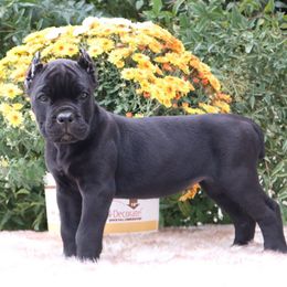 Neon green girl - Black female Cane Corso puppy in Caliente, California from Rafter Cross 7