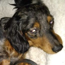 Dachshunds from Jennifer Baxter's Dachshunds