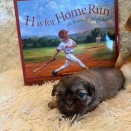 Adriana - Liver female Shih Tzu puppy in Success, Missouri from Sweet Success