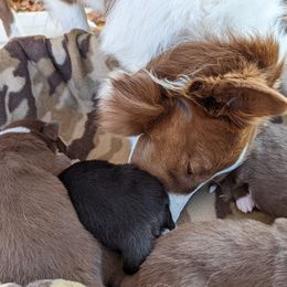 Border Collie Puppies from Platts Hill Border Collies