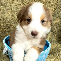 Trinket - Red & white female Australian Shepherd puppy in Vail, Iowa from Homegrown Huskies