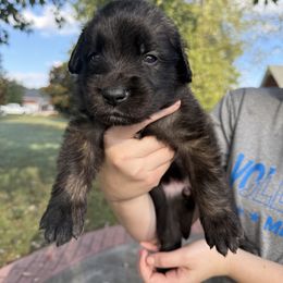 Girl 2(Bean) - Reddish brown female Leonberger puppy in Manchester, Tennessee from Bois D’Arc Leonbergers
