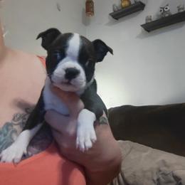 Boston Terrier Puppies from Sara Mason