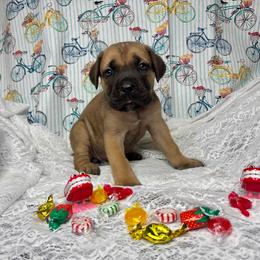 Geraldine (Pink) - Fawn female Cane Corso puppy in Beech Island, South Carolina from Relic Cane Corso