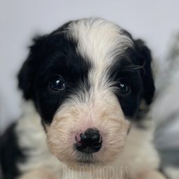 Little Gentleman Grey - Assorted Doodle Crosses puppy in Clinton, Montana from BoLo Doodles