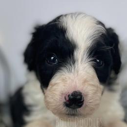 Little Gentleman Grey - Assorted Doodle Crosses puppy in Clinton, Montana from BoLo Doodles