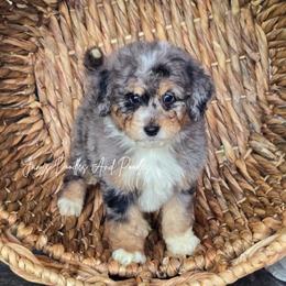 Mercury - Blue merle female Bernedoodle puppy in Cleveland, Georgia from Jam's Doodles And Poodles
