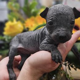 American Hairless Terriers from All Around Royalty & Royal Whisper Companions