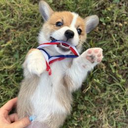Pembroke Welsh Corgi Puppies from Sheri Shurden