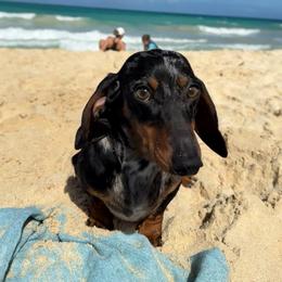 Mimi - Dachshund