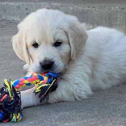 Golden Retrievers from Sun Country Goldens