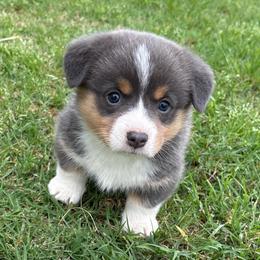 MARVIN - Blue male Pembroke Welsh Corgi puppy in Hinton, Oklahoma from Green Cloud Ranch