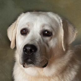 Oakley - Labrador Retriever