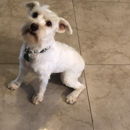 Snowball - Miniature Schnauzer