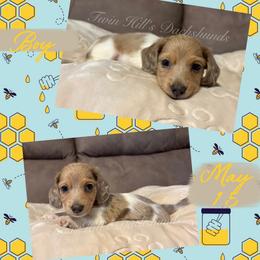 Biscuit - Dapple male Dachshund puppy in Jonesboro, Illinois from Twin Hills Dachshunds