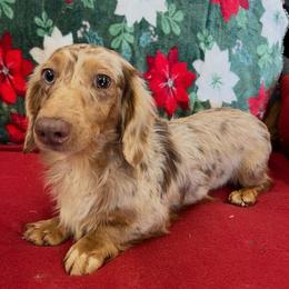 Gus - Dachshund