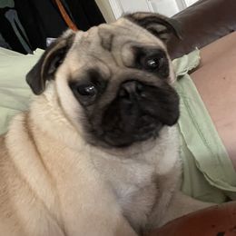 Jelly bean - Pug