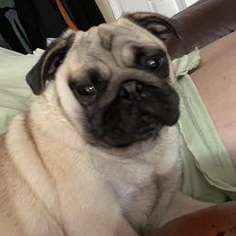 Jelly bean - Pug