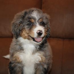 ChaseREADY NOW - Blue merle male Bernedoodle puppy in Apple Creek, Ohio from Kathryn Troyer