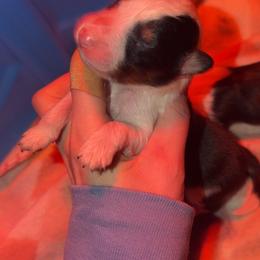 Ocean - Black white and tan male Shetland Sheepdog puppy in Lincolnton, North Carolina from Oakview Kennels